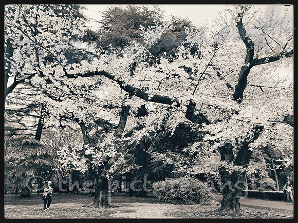 Sakura 2