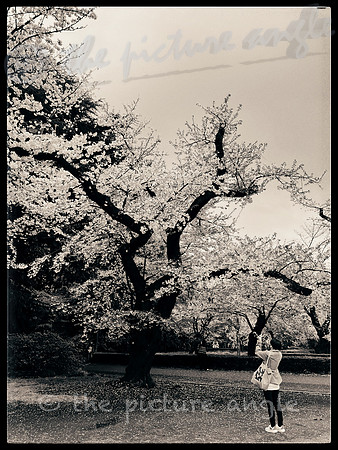 Sakura 1