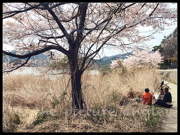 Picnic under a cherry tree
