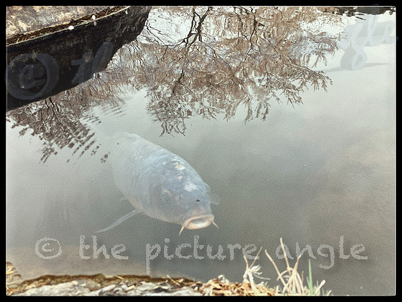 Carp in a pond