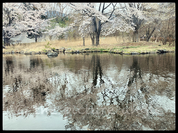Carp pond