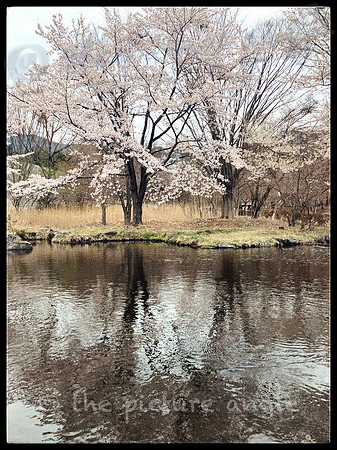 Carp pond, Kawaguchiko