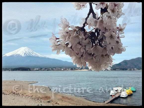 Sakura and Mount Fuji