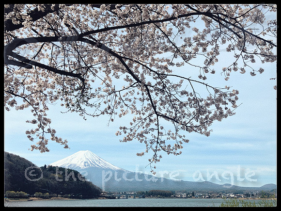 Sakura and Mount Fuji