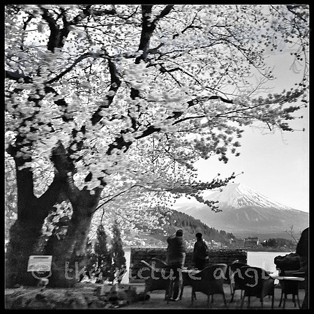Sakura and Mount Fuji