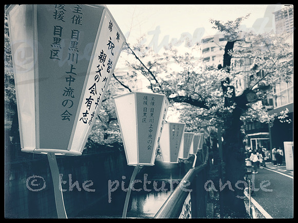 Sakura walk 3
