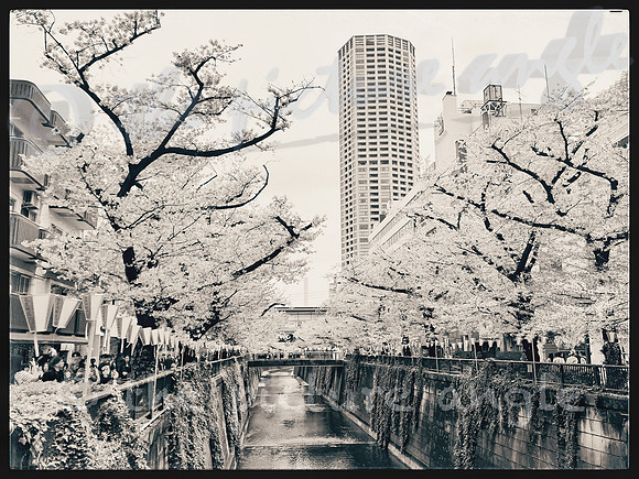 Sakura walk 1