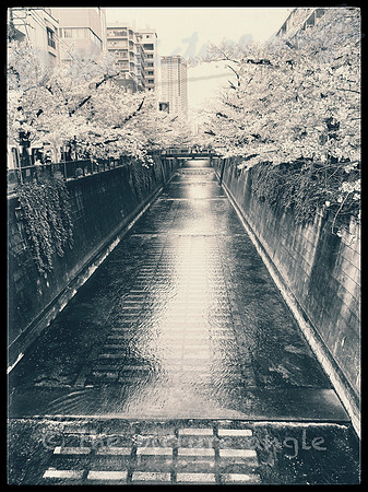 Sakura walk 2