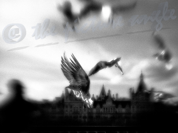 seagulls at the south bank