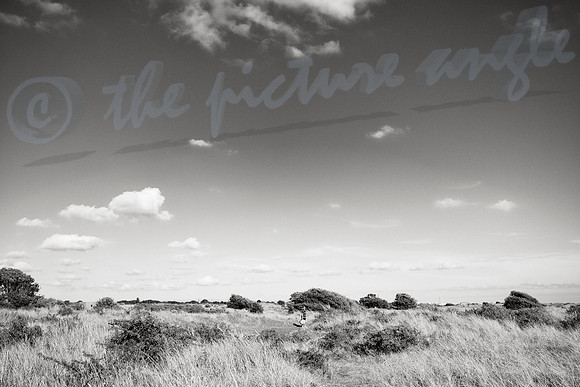 in the dunes